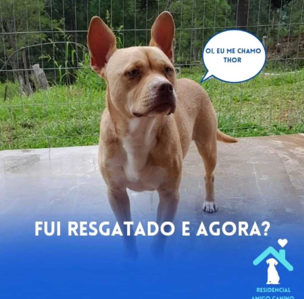 Comunidade poderá conhecer de perto animais saudáveis, vacinados e prontos para adoção